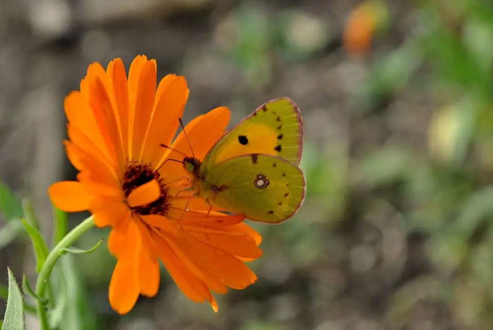 Biodiversity